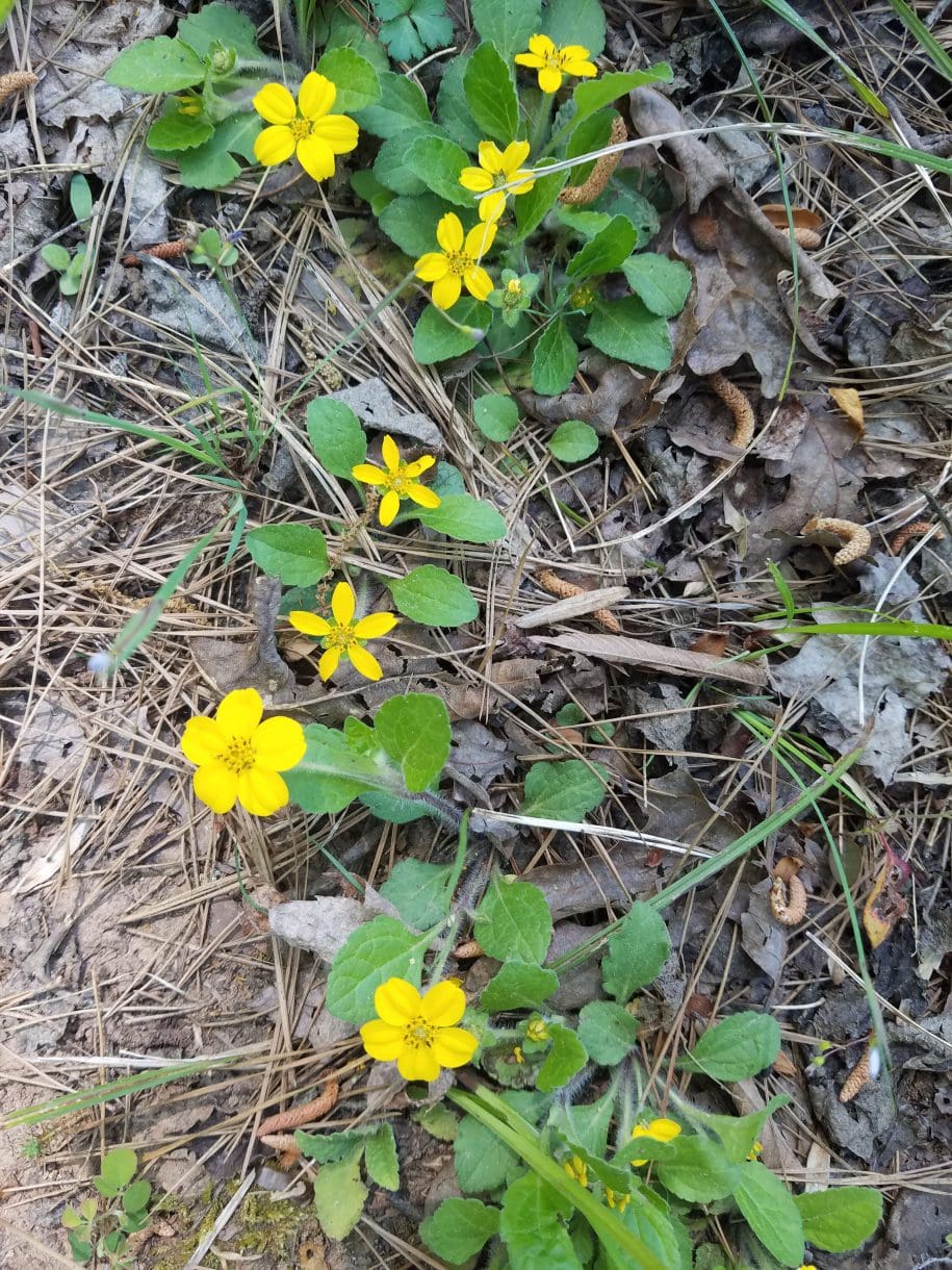 flowers