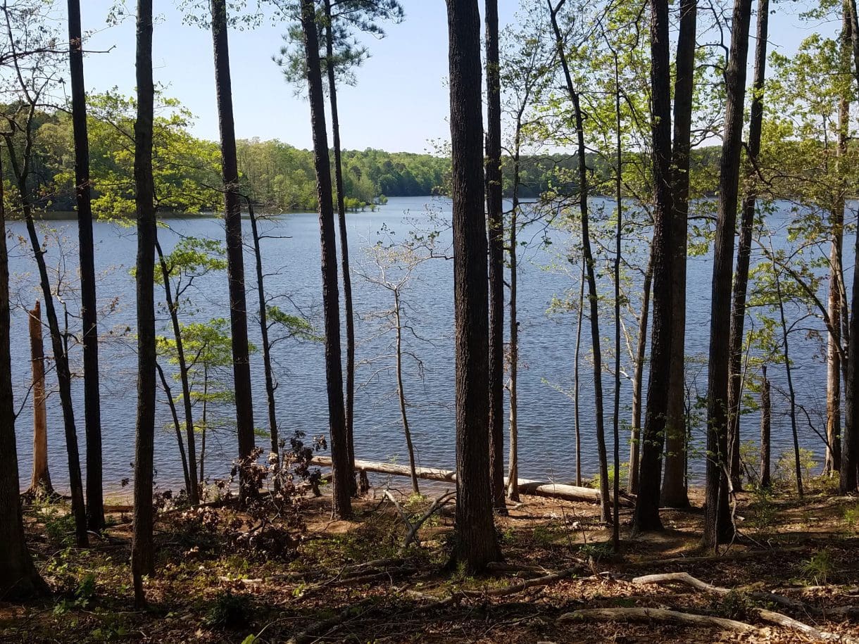 a view of a lake in the woods