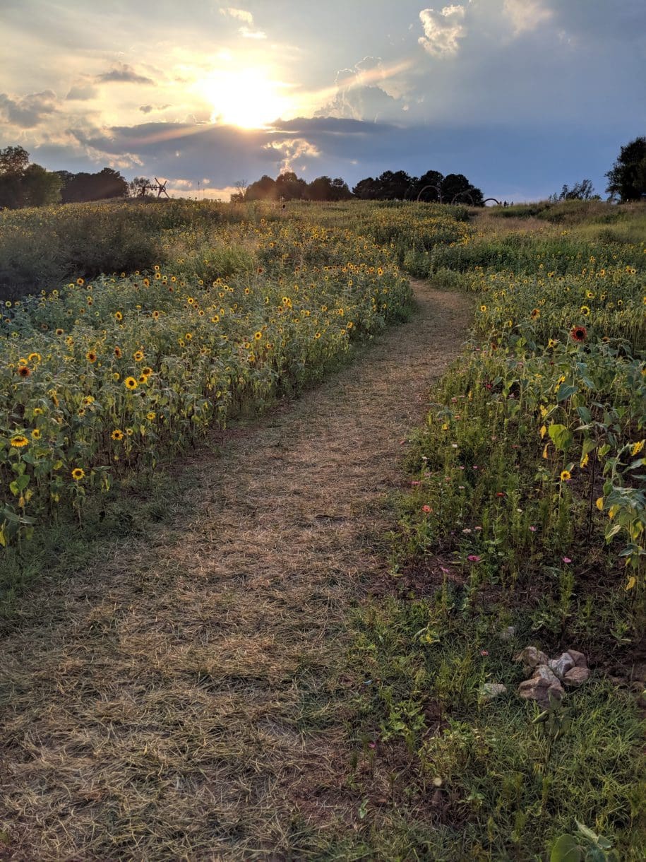 a dog walking trail at sunset