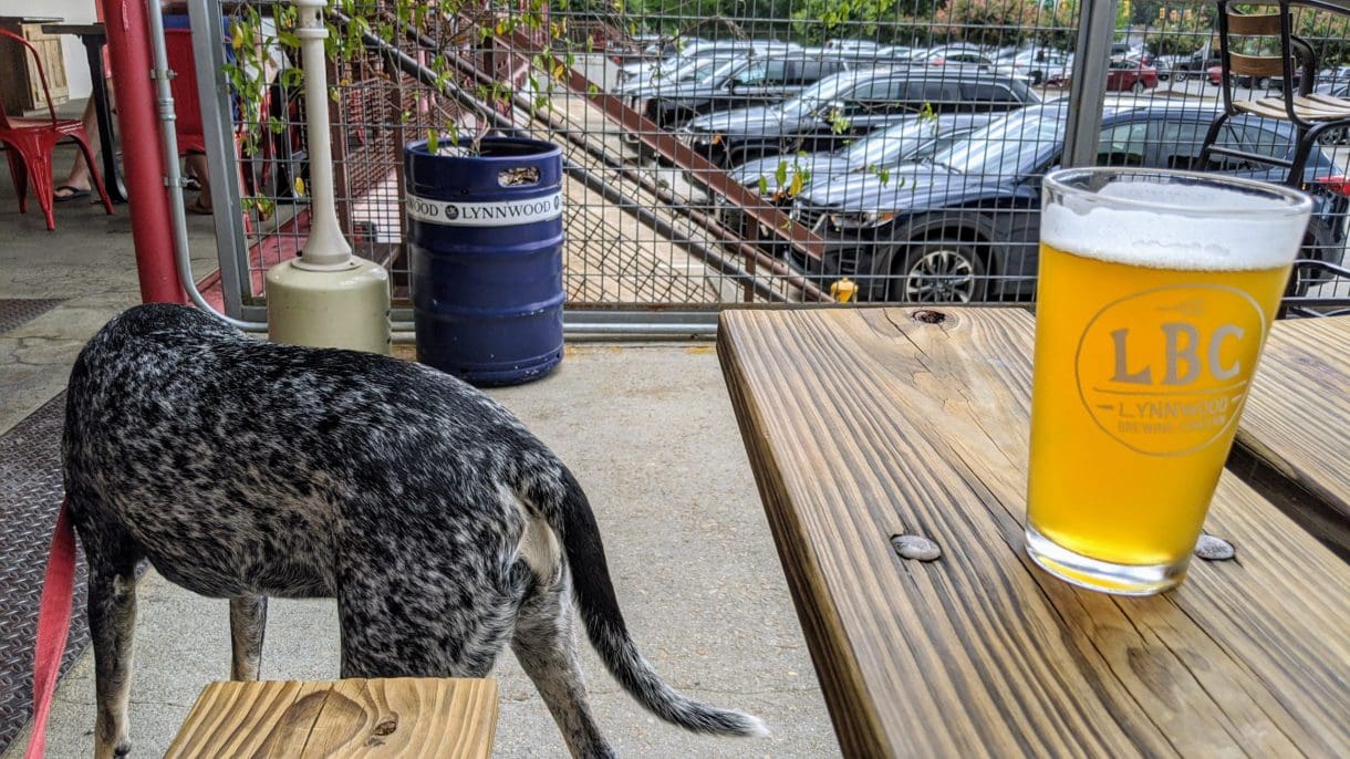 a beer and dog at Lynwood Brewing