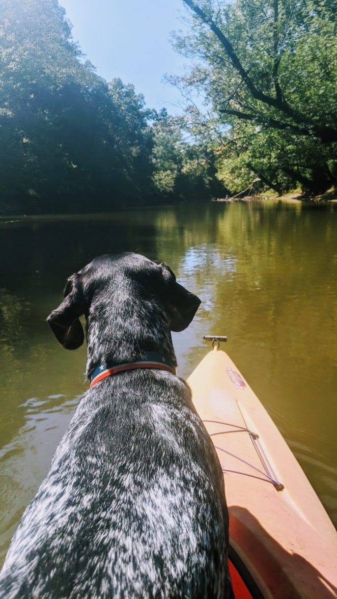 a dog on a kayak