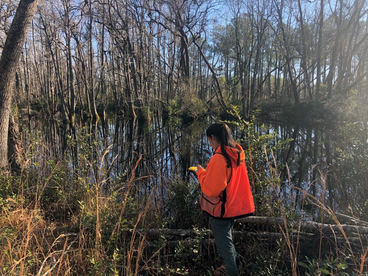 An environmental professional crossing a stream.