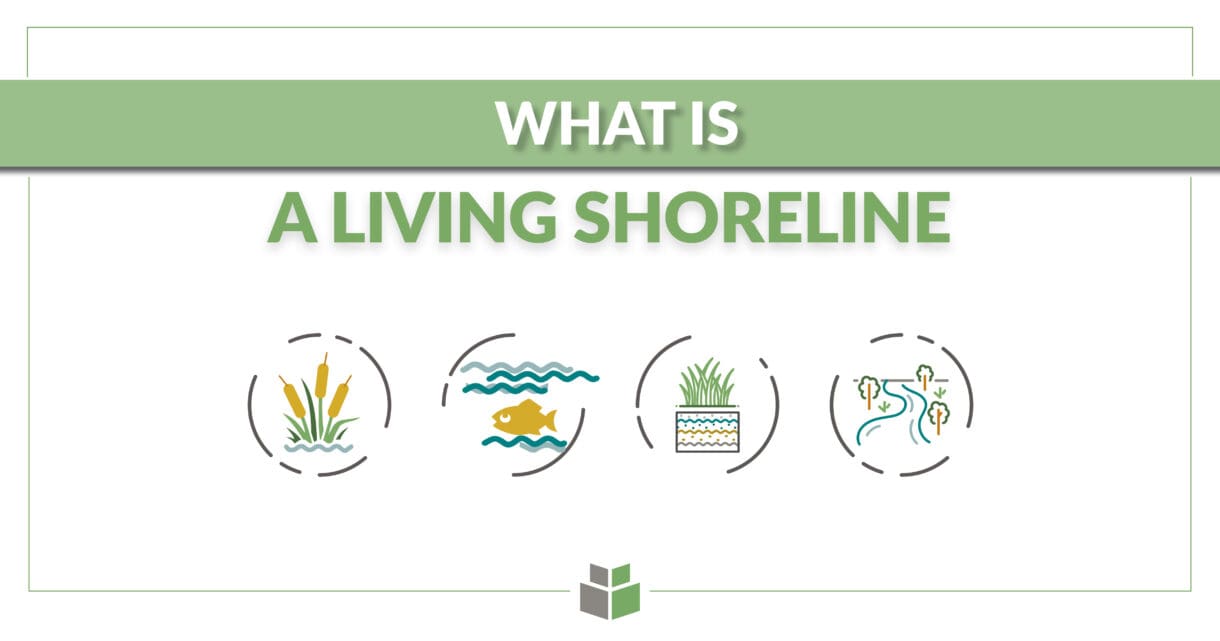 A graphic with the text "What is a living shoreline" with environmental icons.