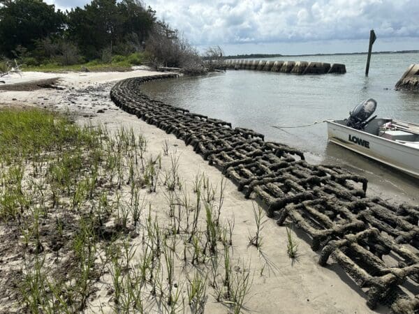 A living shoreline in Morehead City.