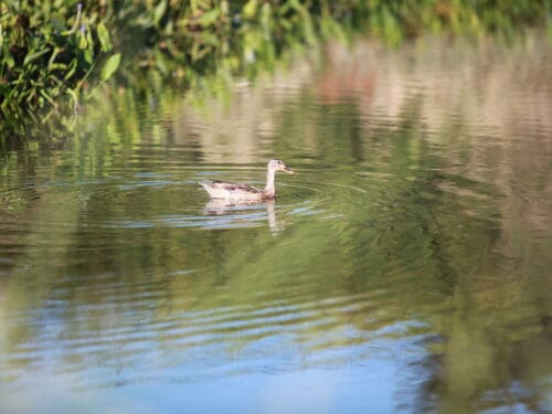 A duck swimming in water.